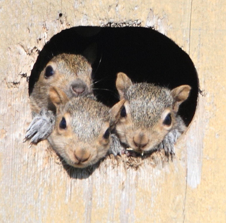West C. Jacobs: Triplets